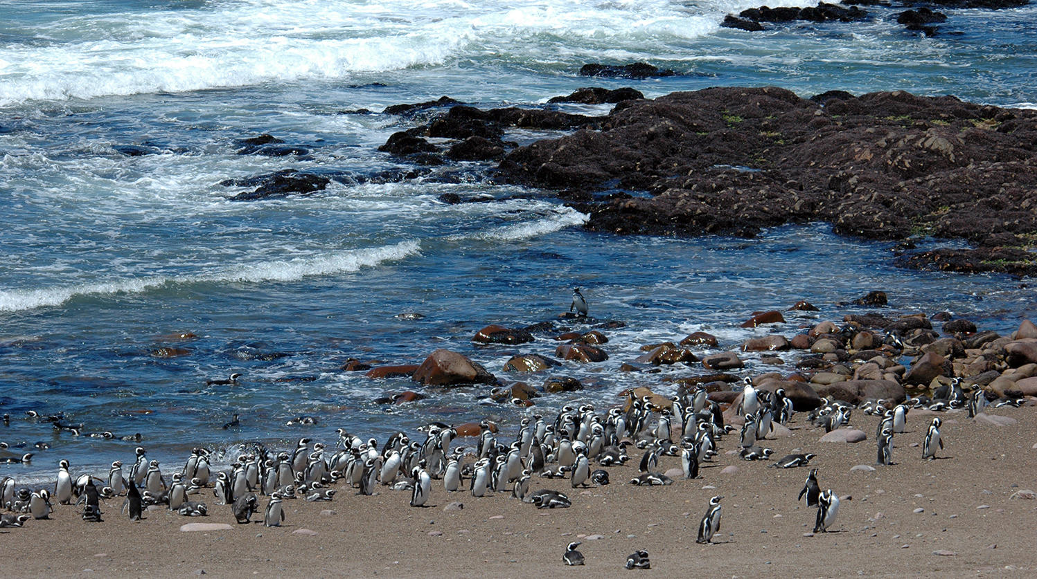 La colonia de pingüinos de Magallanes en Punta Tombo, Argentina, tiene 200.000 parejas reproductoras. Foto: Guillermo Harris/WCS Argentina